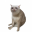Cash Cat Kurs